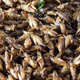 Image for article titled Crickets Aren't the Superfood They're Cracked Up to Be